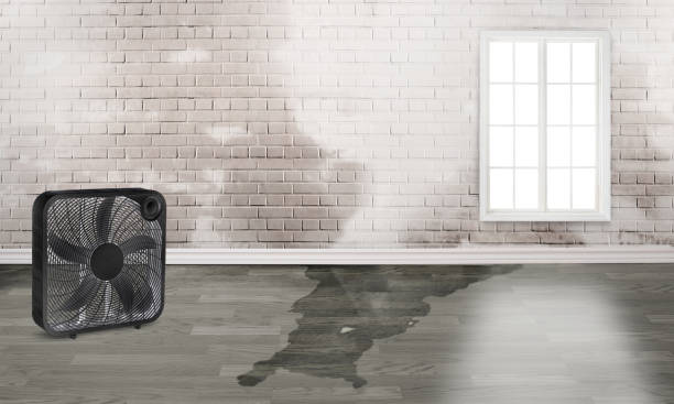 Best Water damage cleanup near me  in Leisure City, FL